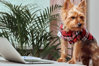 Evde dizüstü bilgisayarda çalışan şirin teriyer köpeği. Teknoloji konsepti.