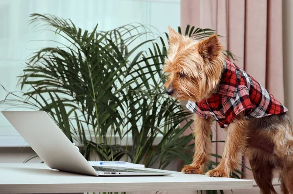 Cute terrier dog looking at laptop on wooden table in office. Haircut at the dog