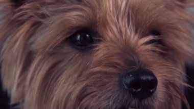 Güzel, şirin bir köpek suratını kapat. Küçük siyah gözler.