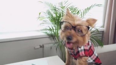 Büyük gözlüklü küçük bir köpek pençelerini masaya koydu. Komik, komik hayvanlar.