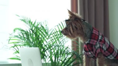 Şirin köpek laptopuyla masada çalışıyor. Köpeğin saç kesimi çok şık..