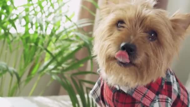 Il cane sta guardando la telecamera. Taglio di capelli al cane. Primo piano di carino cane faccia. — Video Stock