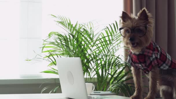 Cão bonito em óculos funciona em um laptop. Corte de cabelo na moda no cão . — Vídeo de Stock