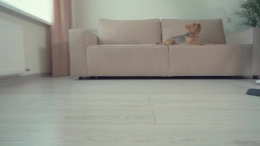 Köpeğin oturduğu hafif kanepe. Kız yere yakın yerleri süpürüyor..