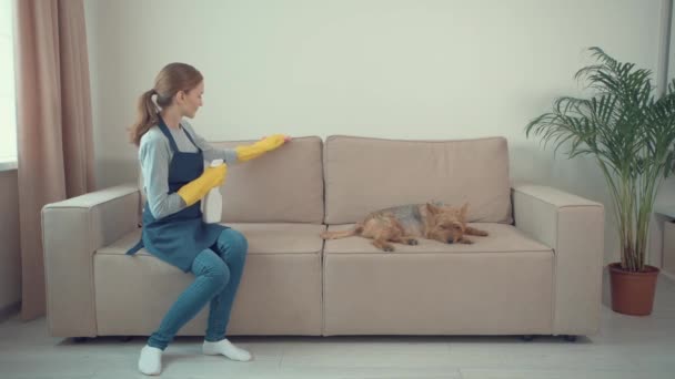 Ein junges Mädchen wischt den Staub vom Sofa und ein süßer kleiner Hund springt auf das Sofa. — Stockvideo