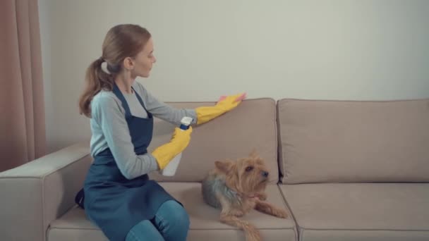 Tareas diarias de limpieza de la casa. Ambiente acogedor. El perro yace en el sofá . — Vídeos de Stock