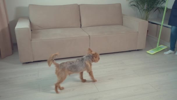 Wohnzimmer und der Boden, auf dem der Hund läuft. Das Mädchen wäscht den Boden mit Wischmopp — Stockvideo