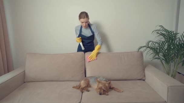 清掃業務を毎日行う。いい環境だ。犬はソファの上に横たわっている. — ストック動画
