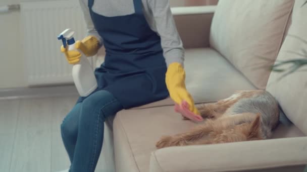 Молодая девушка вытирает пыль с дивана, пока на ней лежит собака. Без лица. — стоковое видео