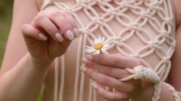Mani di una giovane bella ragazza con una camomilla, la ragazza strappa i petali. — Video Stock