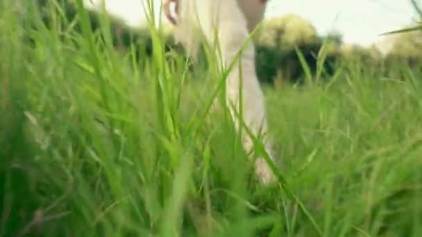 Gambe di una ragazza snella camminare attraverso un campo con erba alta. — Video Stock