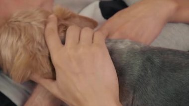 LGBT çifti evde kanepede birlikte yatıyor. Bir köpek onlara doğru koştu..