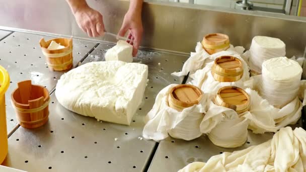 乳製品工場 でのチーズ生産のプロセスのビデオ クリップ — ストック動画