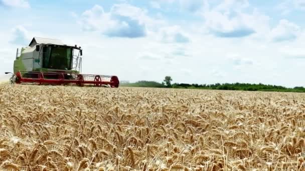ズレニャニン セルビア 2018 コンバイン で穀物の収穫のビデオ クリップ — ストック動画