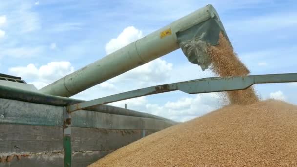 Verter Grano Cosechado Remolque Video Clip — Vídeos de Stock