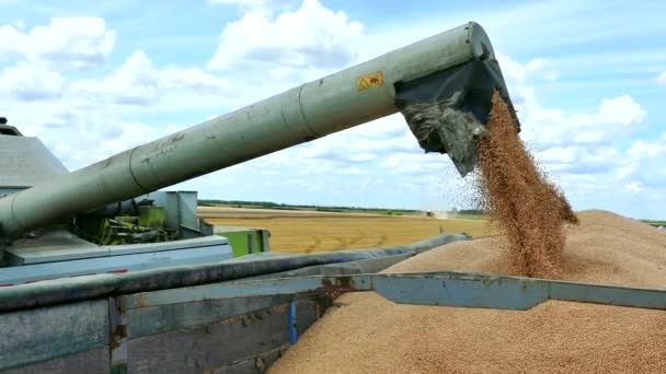 Sklizené Obilí Nalévá Přívěsu Video Klip — Stock video