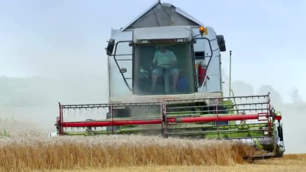 Zrenjanin Serbie Juin 2018 Récolte Céréales Avec Moissonneuse Batteuse Clip — Video