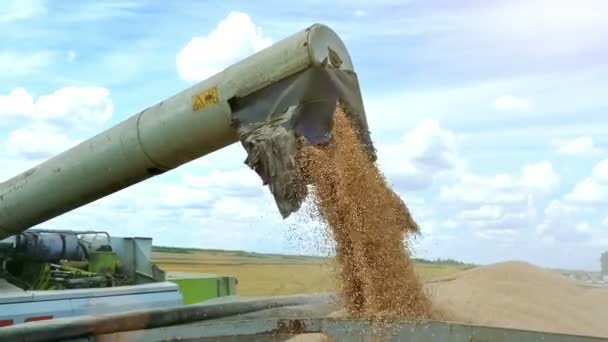 트레일러 수확된 곡물을 비디오 — 비디오