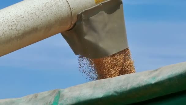 収穫した穀物を注ぐトレーラー ビデオ クリップ — ストック動画