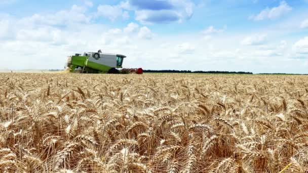 Combine Faz Uma Colheita Verão Grãos Video Clip — Vídeo de Stock