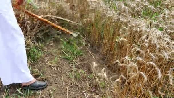 Zrenjanin Servië Juli 2018 Handmatige Maaien Van Tarwe Het Veld — Stockvideo