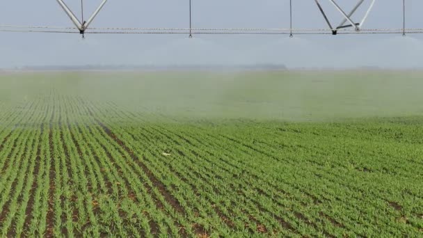 Sistema Irrigazione Irrigazione Del Campo Video Clip — Video Stock