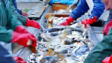 Sazan - tatlı su balığı sınıflandırılması, 4 k Video klip