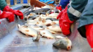 Sazan - tatlı su balığı sınıflandırılması, 4 k Video klip