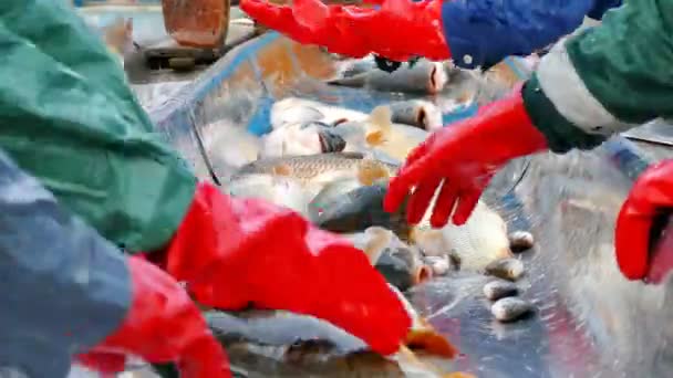 淡水魚の分類 ビデオ クリップ — ストック動画