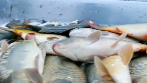 Carpa Classificação Peixes Água Doce Video Clip — Vídeo de Stock