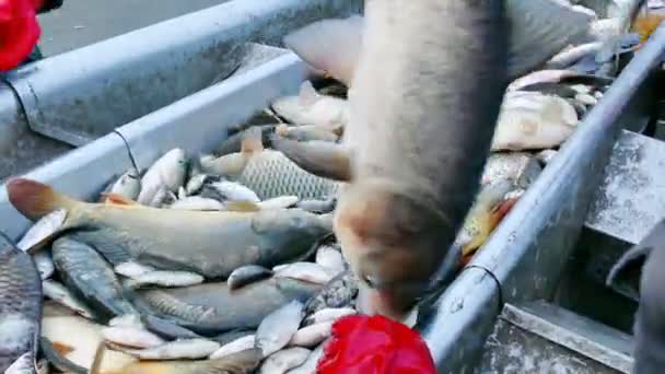 Carpa Classificação Peixes Água Doce Video Clip — Vídeo de Stock