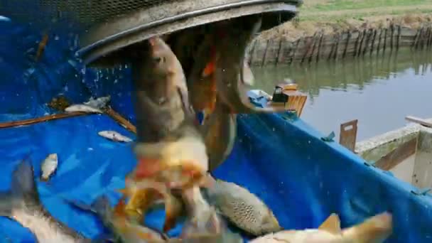 淡水鱼的分类 视频剪辑 — 图库视频影像