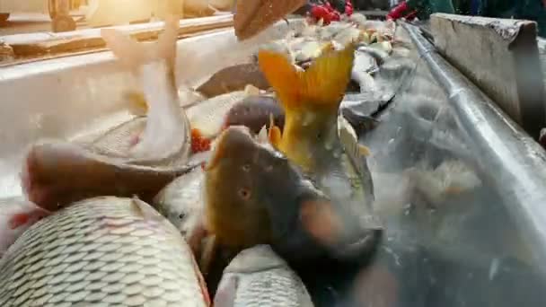 Carpa Classificação Peixes Água Doce Video Clip — Vídeo de Stock