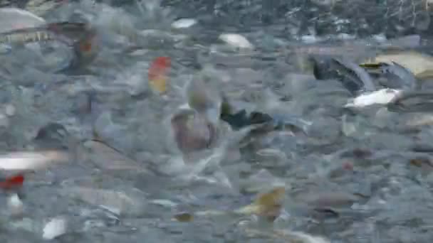 鯉の群れに巻き込ま Net のビデオ クリップ — ストック動画