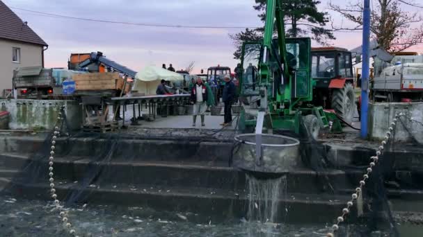 Zrenjanin Serbia Noviembre 2018 Carpa Clasificación Peces Río — Vídeo de stock