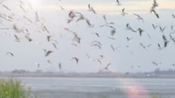 Birds Seagull Flock Lake Blurred Frame Video Clip — стоковое видео