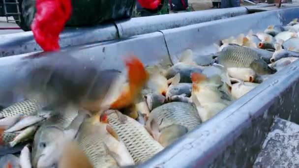 Carpa Clasificación Peces Agua Dulce Video Clip — Vídeo de stock