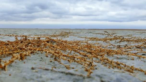 Lago Salado Drenado Desastre Natural Video Clip — Vídeos de Stock