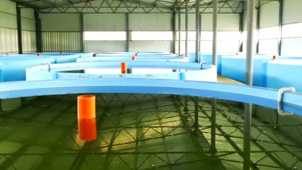 Fish Farm Growing Sterlet Special Pools Video Clip — Stock Video
