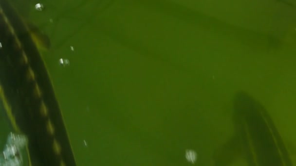 Sterlet poisson dans une piscine spéciale pour l'élevage, clip vidéo 4k 