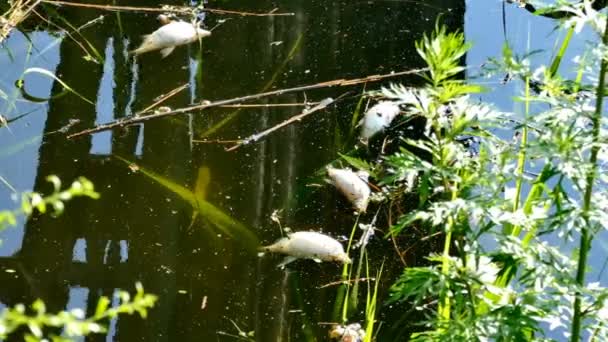 Peces Agua Dulce Muertos Flotando Superficie Del Río Video Clip — Vídeos de Stock