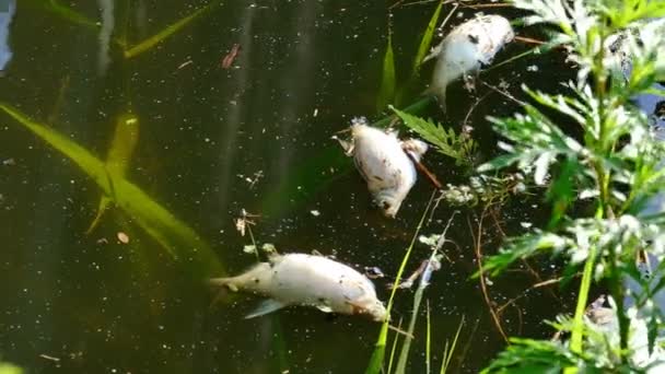 Dode Zoetwatervissen Drijvend Het Oppervlak Van Rivier Video Clip — Stockvideo