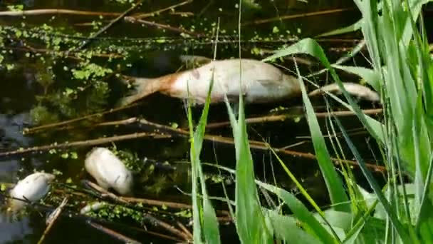 Νεκρά Ψάρια Γλυκού Νερού Που Επιπλέουν Στην Επιφάνεια Του Ποταμού — Αρχείο Βίντεο