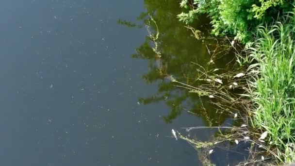 Peces Agua Dulce Muertos Flotando Superficie Del Río Video Clip — Vídeo de stock