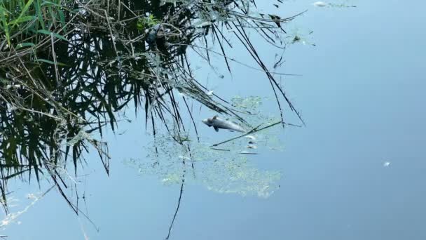 Poisson Eau Douce Mort Flottant Surface Rivière Clip Vidéo — Video