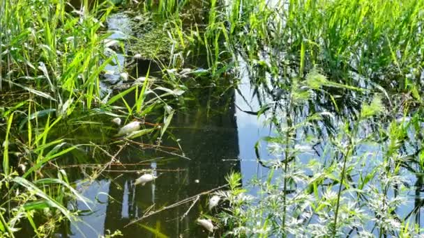 Peces Agua Dulce Muertos Flotando Superficie Del Río Video Clip — Vídeos de Stock