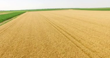 Güzel buğday tarlaları havadan görünümü, 4k Drone Shot Video Klip