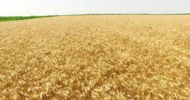 Güzel buğday tarlaları havadan görünümü, 4k Drone Shot Video Klip