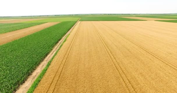 Luftaufnahme Von Schönen Weizenfeldern Drohnen Videoclip — Stockvideo