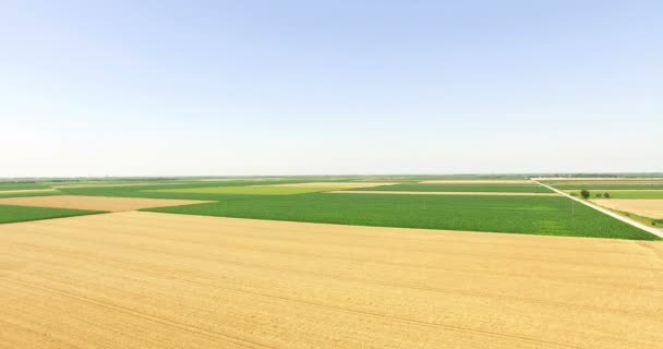 Luftaufnahme Von Schönen Weizenfeldern Drohnen Videoclip — Stockvideo